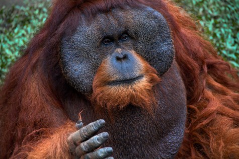 Sumatran Orangutan (Pongo abelii) ~ Indonesia 2010. Balifornian Tours