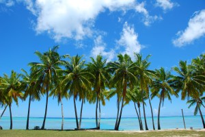 Palm trees on tropical beach