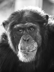 Credit: William Warby (https://www.flickr.com/photos/wwarby/)